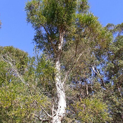 Melaleuca decora unspecified picture