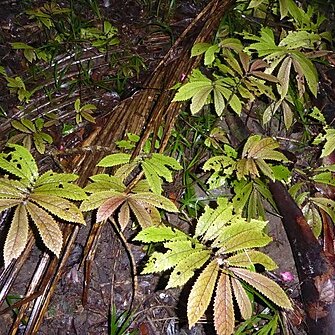 Elatostema rugosum unspecified picture