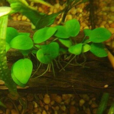 Anubias unspecified picture