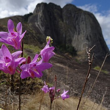 Polystachya dendrobiiflora unspecified picture