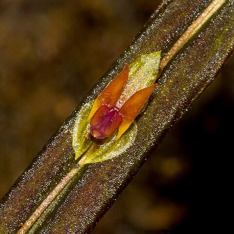 Lepanthes amphioxa unspecified picture