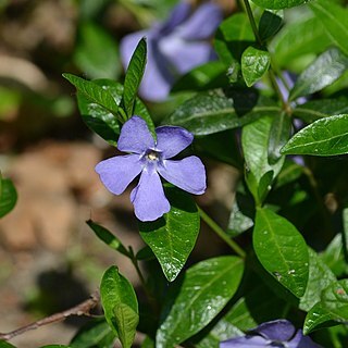 Vinca unspecified picture