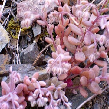 Sedum mucizonia unspecified picture