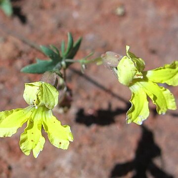 Velleia glabrata unspecified picture