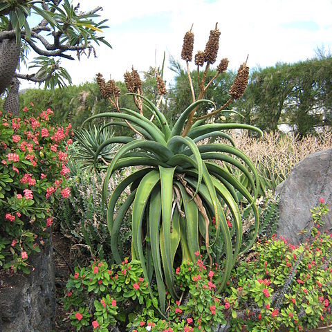 Aloe vaombe unspecified picture