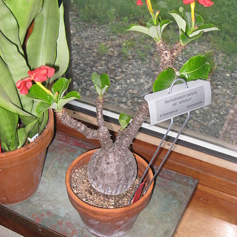 Pachypodium windsorii unspecified picture