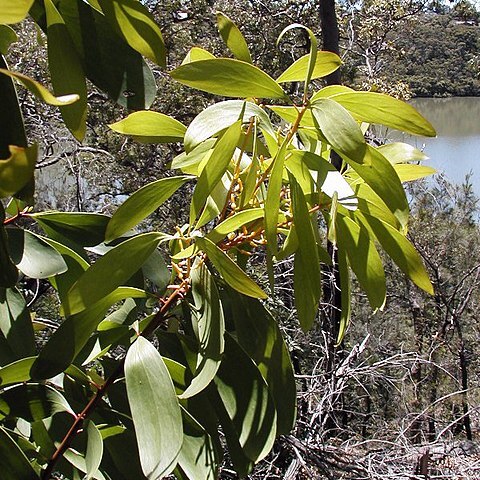 Persoonia unspecified picture