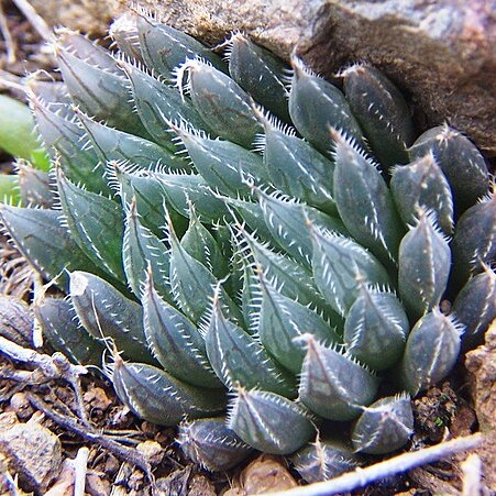 Haworthia aristata unspecified picture