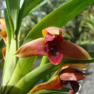 Maxillaria elatior unspecified picture