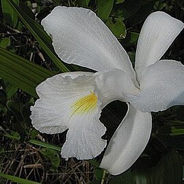 Sobralia liliastrum unspecified picture