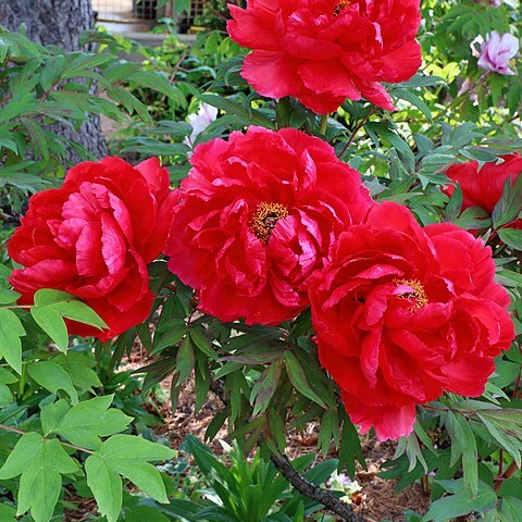 Paeonia suffruticosa unspecified picture