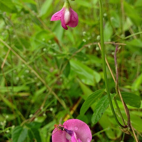 Strophostyles umbellata unspecified picture