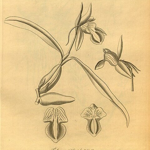 Coelogyne triplicatula unspecified picture