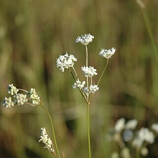 Perideridia erythrorhiza unspecified picture