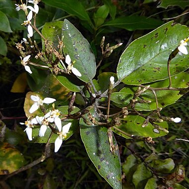 Olearia furfuracea unspecified picture