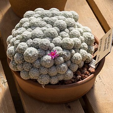 Mammillaria humboldtii unspecified picture