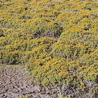 Gleichenia alpina unspecified picture