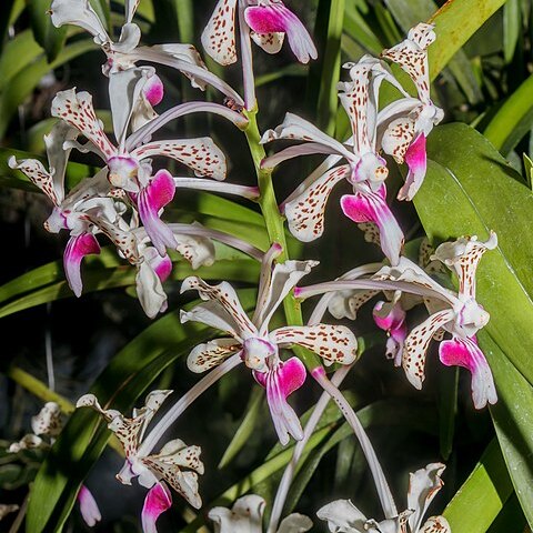 Vanda tricolor var. suavis unspecified picture