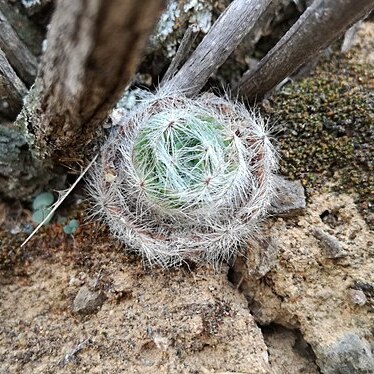 Crassula barbata unspecified picture