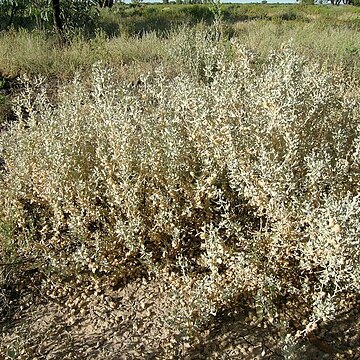 Atriplex lindleyi subsp. conduplicata unspecified picture