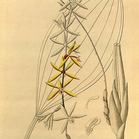 Coelogyne rochusseni unspecified picture