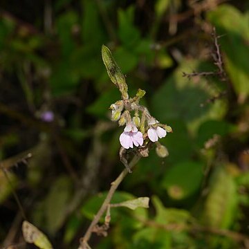 Impatiens scabriuscula unspecified picture