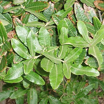 Quercus crassipes unspecified picture