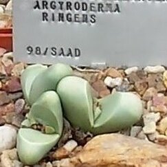 Argyroderma ringens unspecified picture