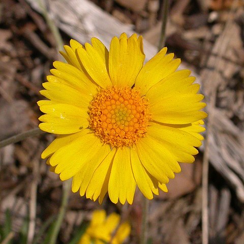 Tetraneuris acaulis unspecified picture