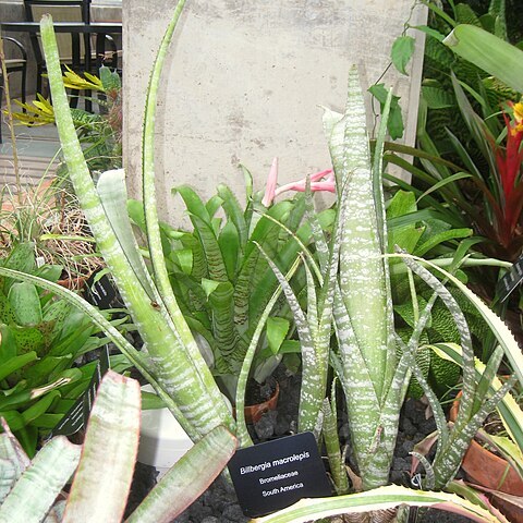 Billbergia macrolepis unspecified picture