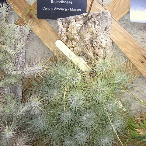 Tillandsia fuchsii unspecified picture