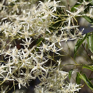 Clematis glycinoides unspecified picture