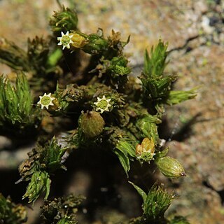 Orthotrichum patens unspecified picture