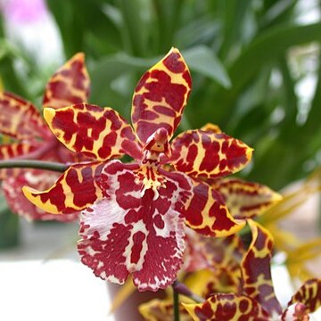 x Odontocidium unspecified picture