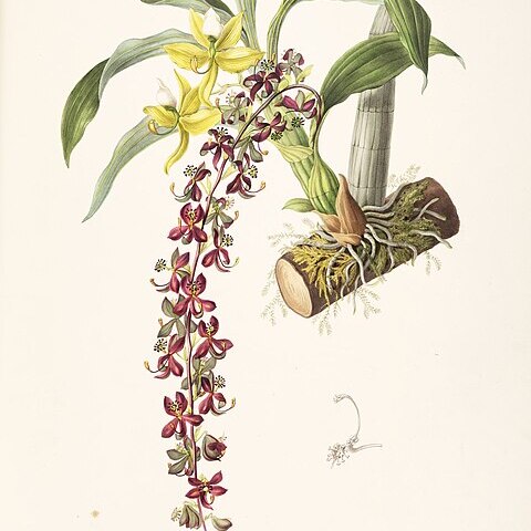 Cycnoches egertonianum unspecified picture