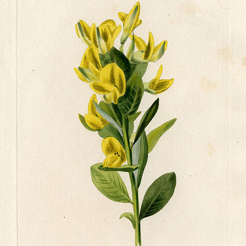 Rafnia triflora unspecified picture