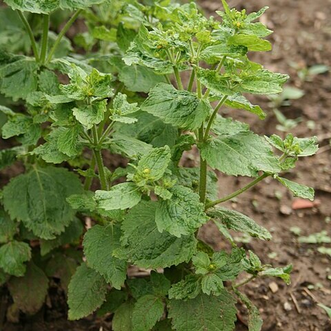 Sigesbeckia flosculosa l'hér. unspecified picture