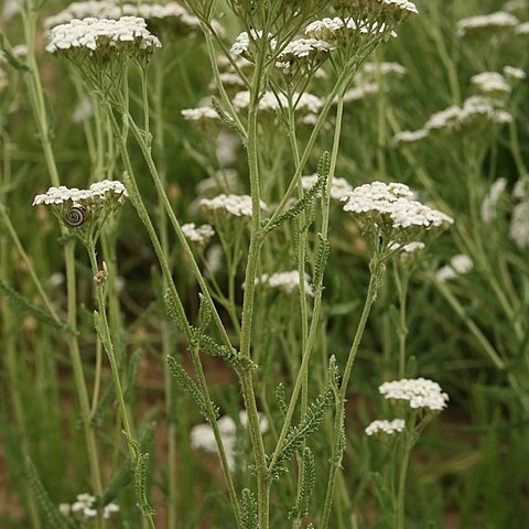 Achillea collina unspecified picture