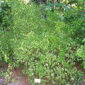 Psychotria ligustrifolia unspecified picture