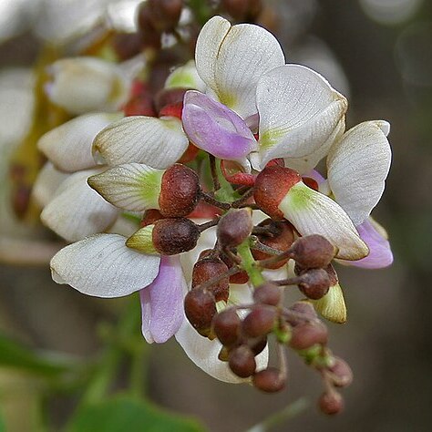 Millettia pinnata unspecified picture