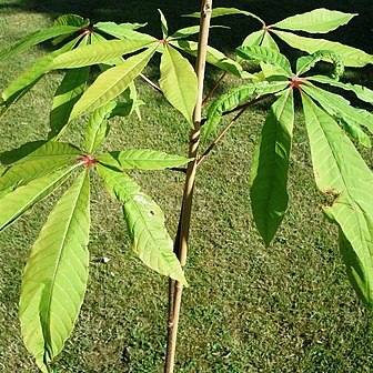 Aesculus assamica unspecified picture