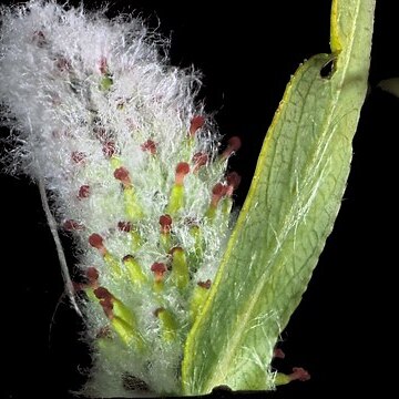 Salix prolixa unspecified picture