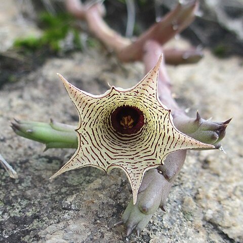 Huernia leachii unspecified picture