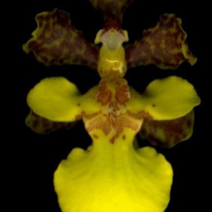 Trichocentrum ascendens unspecified picture