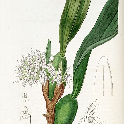 Maxillaria densa unspecified picture