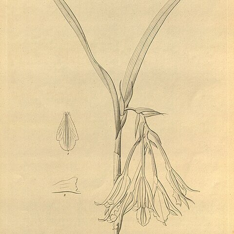 Epidendrum warszewiczii unspecified picture