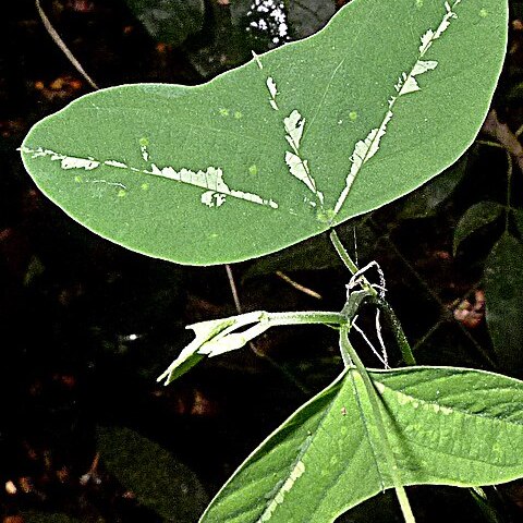 Passiflora jiboiaensis unspecified picture