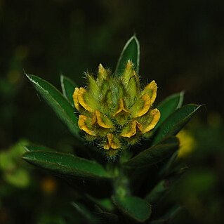 Crotalaria nana unspecified picture