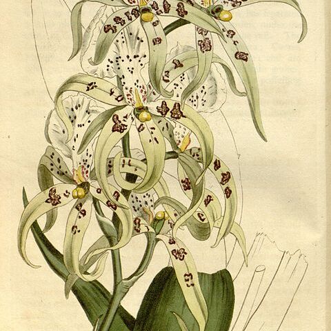 Brassia maculata unspecified picture