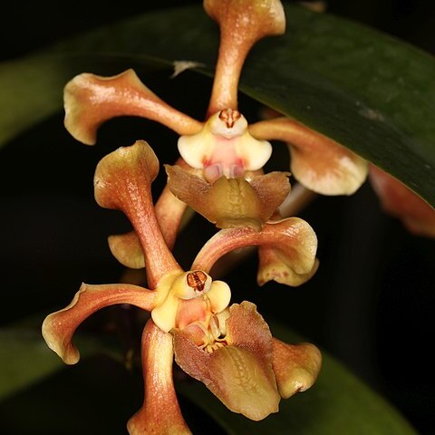 Vanda helvola unspecified picture